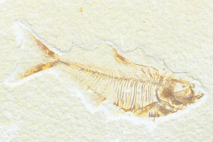 Fossil Fish (Diplomystus) - Wyoming #176316